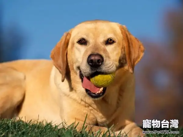 在家如何訓練狗狗學會基礎技能