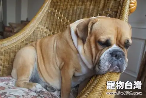 怎麼幫狗狗減肥？狗狗減肥計劃
