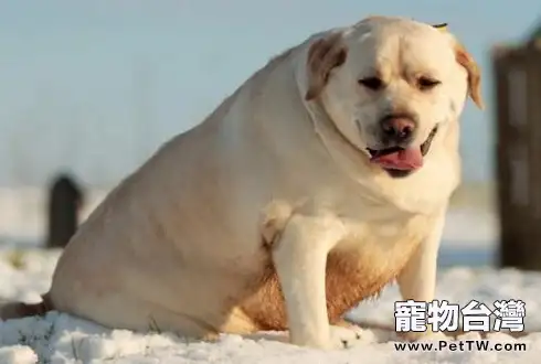 怎麼幫狗狗減肥？狗狗減肥計劃