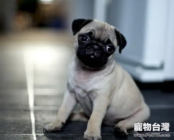 怎樣給狗狗取一個好的名字（1圖）-寵物台灣