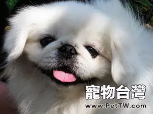 獅子狗（京叭犬）的日常生活該怎樣照顧