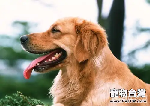 狗狗皮膚及被毛怎麼檢查