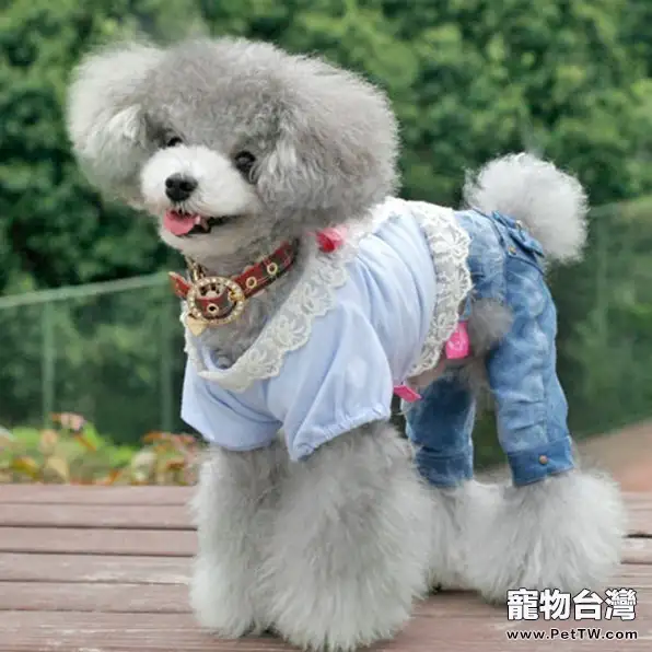 並不是所有狗狗都適合穿衣服