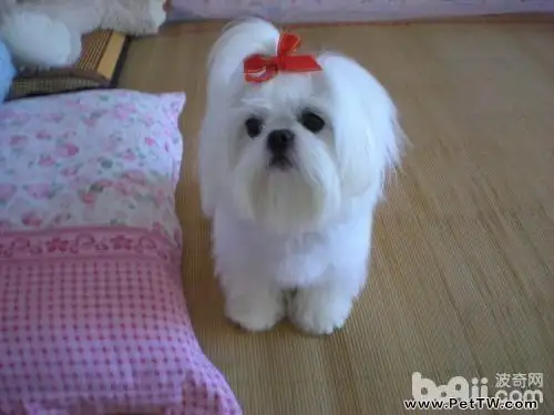 西施犬常見疾病有哪些?西施犬常見疾病如何防治?(共2張圖片)-寵物台灣
