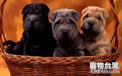 沙皮狗怎麼養?沙皮狗好養嗎?(共4張圖片)-寵物台灣