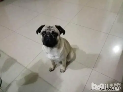 怎麼挑選一隻好的八哥犬？八哥犬挑選方法