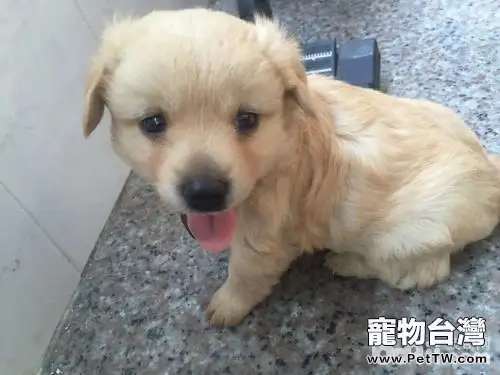 金毛幼犬怎麼養？