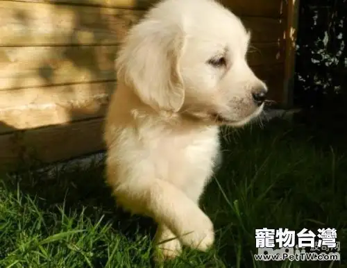 金毛幼犬怎麼養?(共2張圖片)-寵物台灣