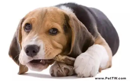 狗狗胃炎怎麼治療？狗狗胃炎症狀