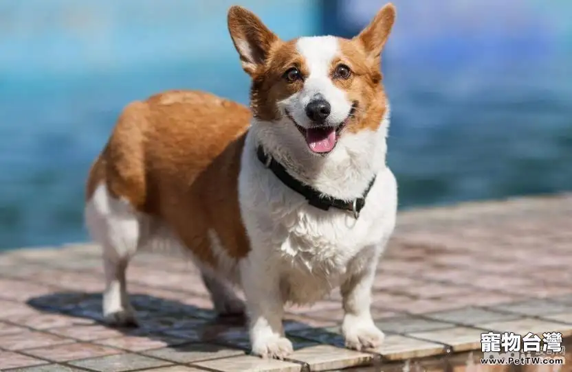 適合公寓飼養的小型犬有哪些？小型犬推薦