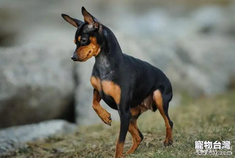 適合公寓飼養的小型犬有哪些？小型犬推薦