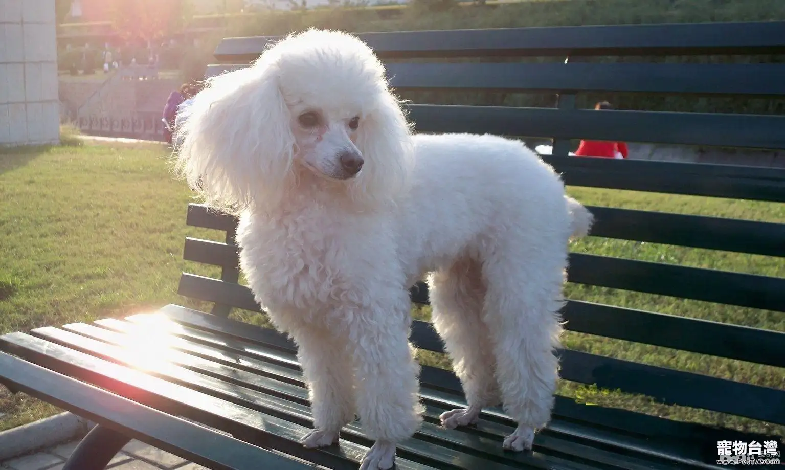 適合公寓飼養的小型犬有哪些？小型犬推薦