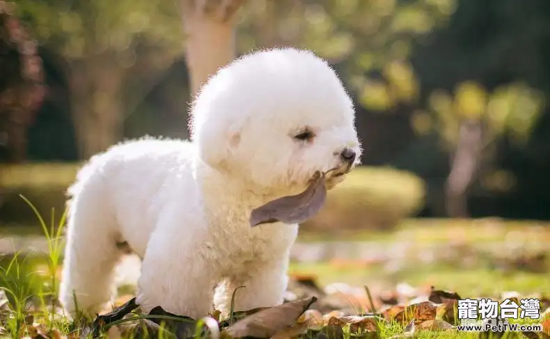 適合公寓飼養的小型犬有哪些？小型犬推薦