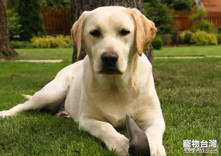 適合公寓飼養的大型犬有哪些？大型犬推薦