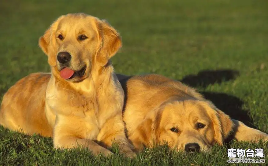 適合公寓飼養的大型犬有哪些？大型犬推薦