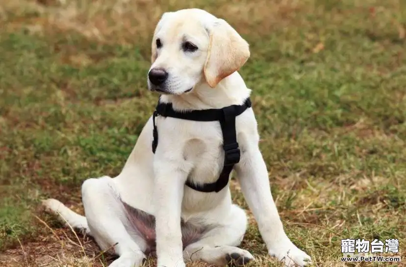 適合公寓飼養的大型犬有哪些？大型犬推薦