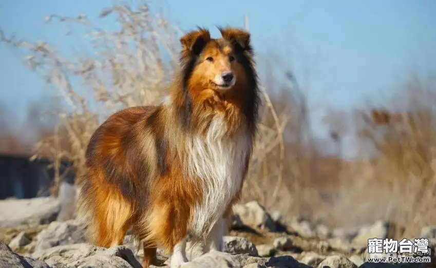 適合公寓飼養的大型犬有哪些？大型犬推薦