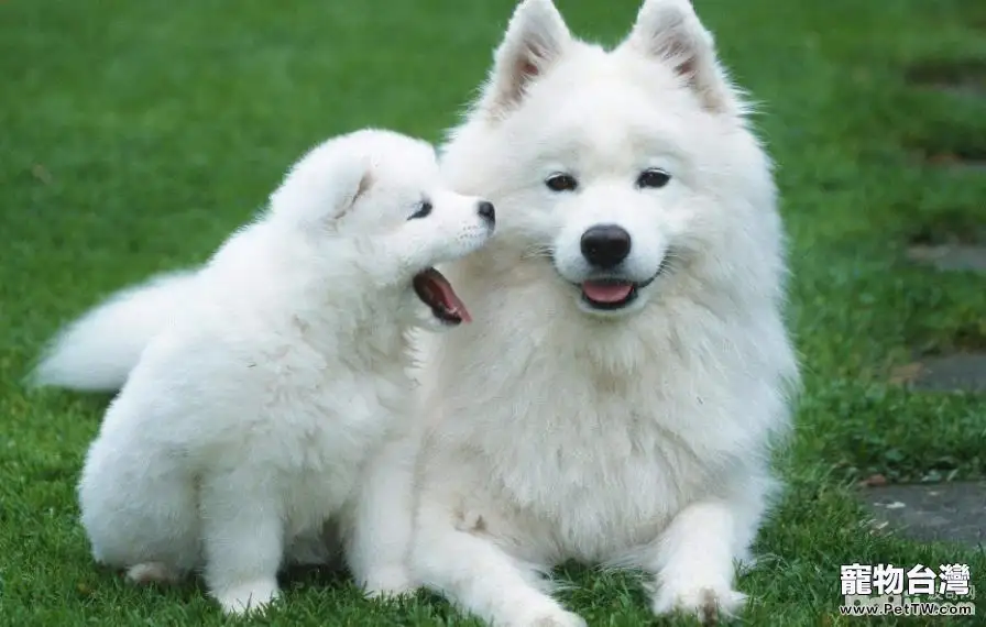 適合公寓飼養的大型犬有哪些？大型犬推薦