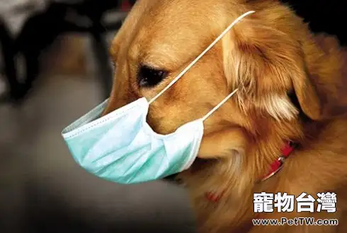 狗狗發燒有什麼症狀？狗狗發燒用什麼藥