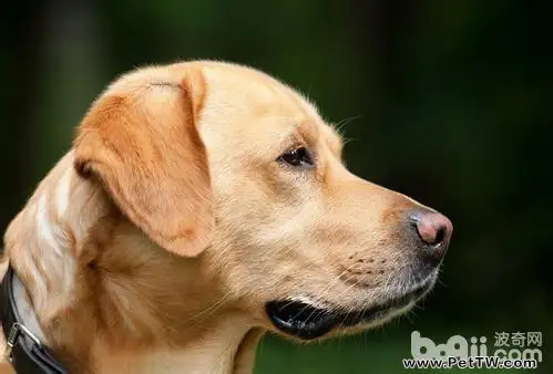 妊娠犬怎麼飼養？妊娠犬飼養方法