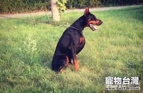 妊娠犬怎麼飼養？妊娠犬飼養方法