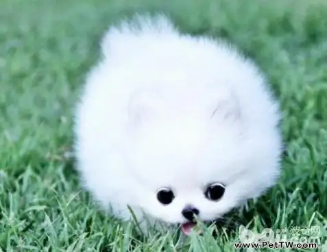 博美 犬(松鼠狗)怎麼選購?博美 犬(松鼠狗)選購方法(共3張圖片)-寵物台灣