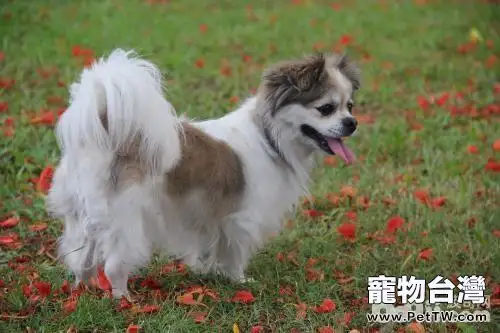 怎麼選購一隻優秀的蝴蝶犬？蝴蝶犬選購技巧