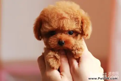 泰迪犬的優點及缺點詳細介紹 泰迪犬的優點及缺點詳細介紹