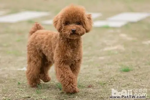 泰迪犬的優點及缺點詳細介紹（共2張圖片）-寵物台灣
