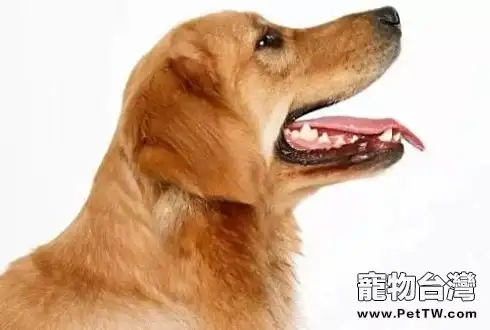 狗狗亂叫怎麼辦?狗狗亂叫怎麼糾正(共2張圖片)-寵物台灣