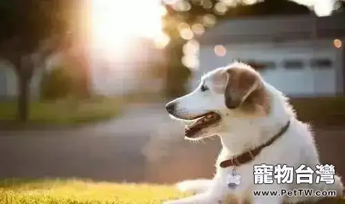 狗狗亂叫怎麼辦？狗狗亂叫怎麼糾正