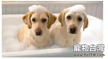 狗狗害怕洗澡怎麼辦？怎麼讓狗狗習慣洗澡