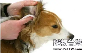 狗狗怎麼用耳朵表達情緒？
