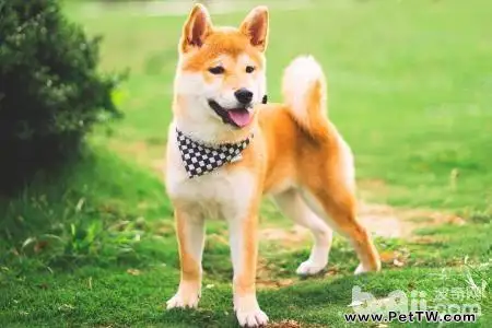 柴犬智商高嗎？柴犬智商怎麼樣？