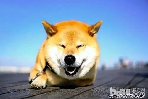 柴犬智商高嗎？柴犬智商怎麼樣？