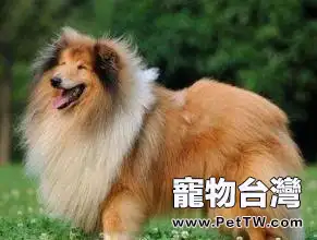 蘇格蘭牧羊犬怎麼樣？蘇格蘭牧羊犬性格特點介紹