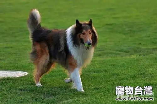 蘇格蘭牧羊犬怎麼樣？蘇格蘭牧羊犬性格特點介紹