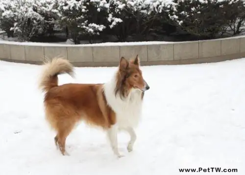 蘇格蘭牧羊犬怎麼樣？蘇格蘭牧羊犬性格特點介紹