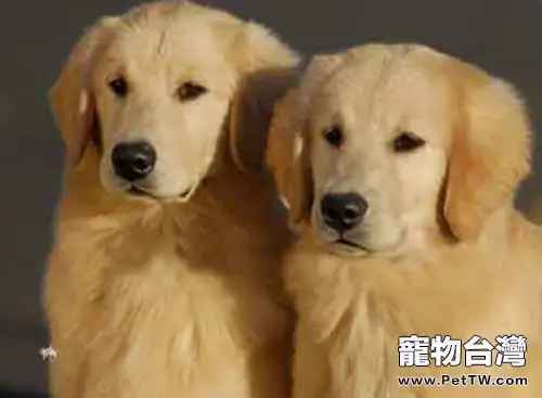 文明養犬，紳士狗狗出門必修