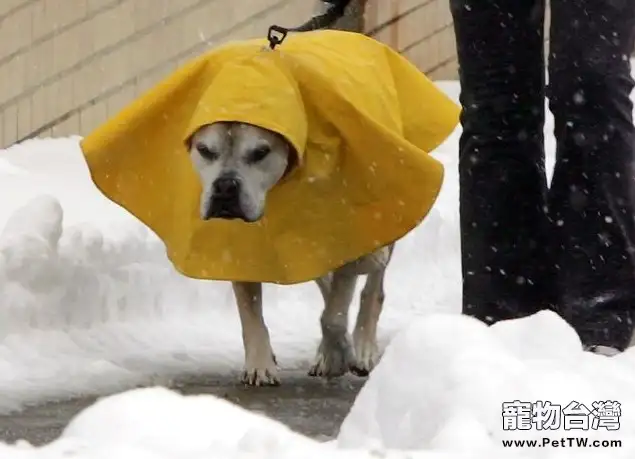 狗狗冬日需要進補的維生素(1圖)-寵物台灣