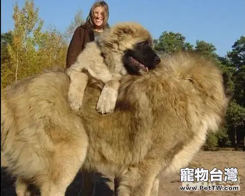 高加索犬怎麼樣 高加索犬好養嗎