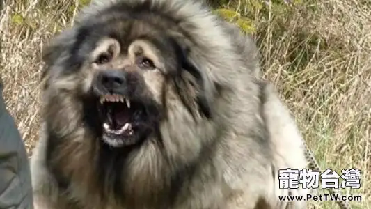 高加索犬怎麼樣 高加索犬好養嗎(共3張圖片)-寵物台灣