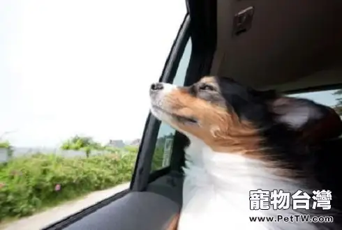 狗狗暈車怎麼辦？如何讓狗狗習慣坐車？