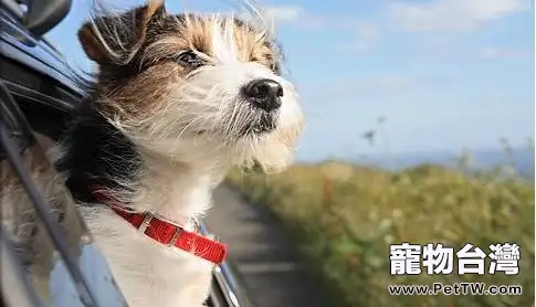 狗狗暈車怎麼辦？如何讓狗狗習慣坐車？