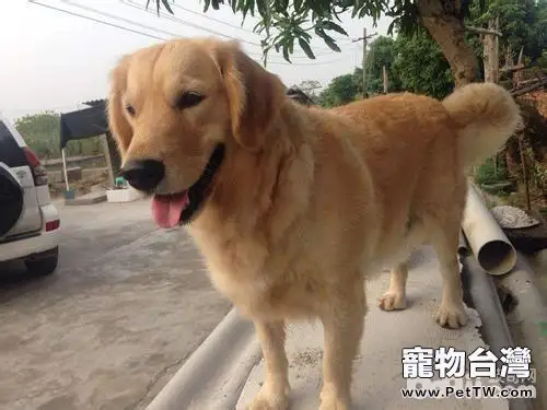 怎樣判斷犬的年齡?