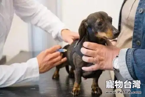 狗狗注射疫苗應該注意的問題有哪些?狗狗注射疫苗注意事項(共2張圖片)-寵物台灣