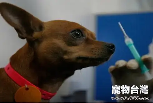 狗狗注射疫苗應該注意的問題有哪些?狗狗注射疫苗注意事項 狗狗注射疫苗應該注意的問題有哪些?狗狗注射疫苗注意事項