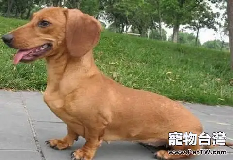 狗狗坐下怎麼訓練?狗狗坐下訓練方法(共3張圖片)-寵物台灣