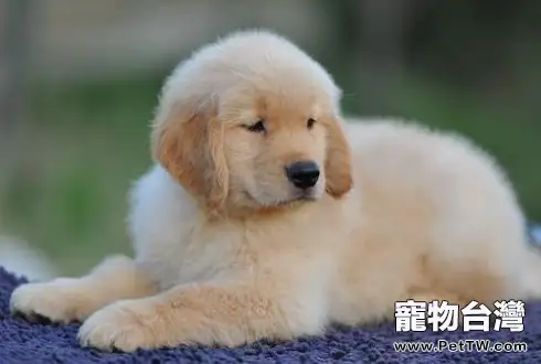 金毛幼犬怎麼訓練？金毛幼犬訓練方法