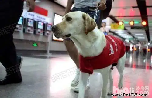 導盲犬是怎麼工作的 常見的導盲犬有哪幾種